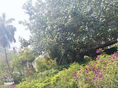 -九龙公园
