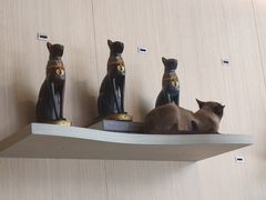 -飞行喵MR PILOT|猫舍·猫咖(静安大融城店)