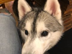 -more than meow吴止猫主题餐厅(承德 中船汇店)