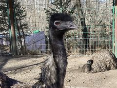 -青藏高原野生动物园
