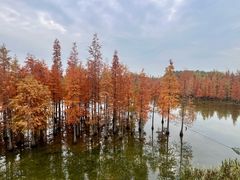 -白鹭湾湿地公园