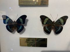 -上海昆虫博物馆