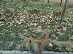 -北京野生动物园