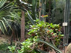 -呀路古热带植物园