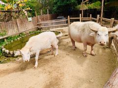 -泉州海丝野生动物世界