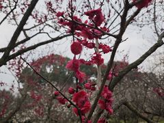 -香雪海