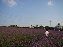 -紫颐香薰山谷景区