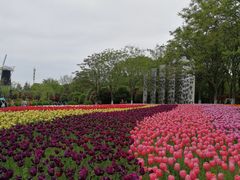 -上海鲜花港