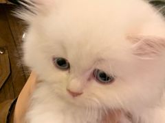 -猫爷宠物生活馆·撸猫馆
