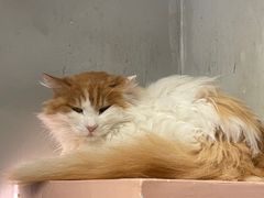 -猫儿山۰猫主题餐厅