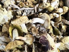 -兴福老面馆(寺路街店)