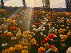 -名花谷生态庄园