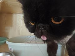 -平行世界·猫咖(首经贸店)