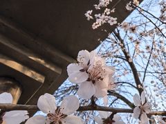 -桃花堤公园