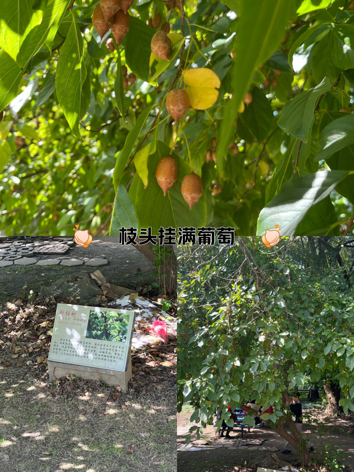 秤锤树结秤锤果