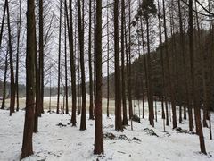 -武陵山森林公园