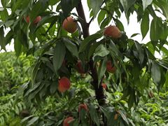 -老袁家蜜桃农场·阳山水蜜桃
