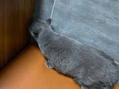 -美联众合宠物医院·爱萌分院·内外科·猫科中心