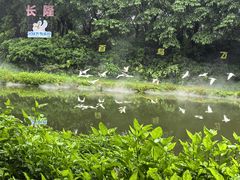 -广州长隆飞鸟乐园