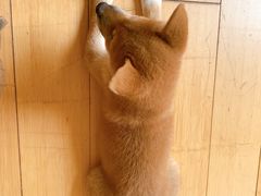 -喜柴咖啡·柴犬狗咖