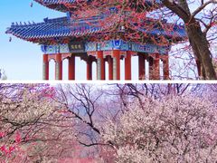 -梅花山(明孝陵内)