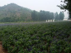 iphone_upload_pic-紫海香堤香草艺术庄园