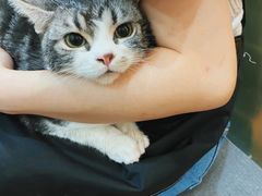 -猫大福·Fortune Cat猫舍(百子湾店)