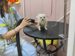 -唐小姐の私宠·宠物洗护美容·撸猫馆·购宠(周浦万达旗舰店)