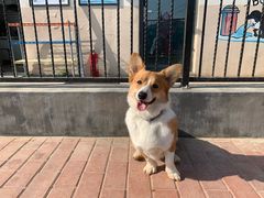 -趣玩宠物乐园寄养训犬训狗游泳池