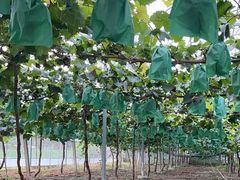 -马陆小张葡萄园农家乐