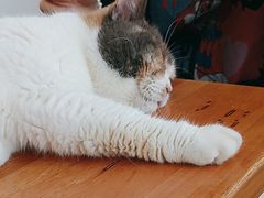 -有猫主题·治愈系猫咖(曾厝垵店)