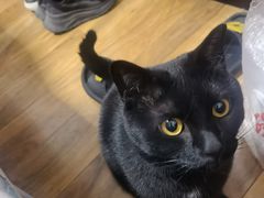 -宠爱国际动物医院·消化内科·心肾内科·ISFM猫友好(望京店)