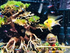 -中环花鸟鱼虫市场
