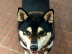 -柴犬高等学院·狗咖·柴犬售卖·宠物训练