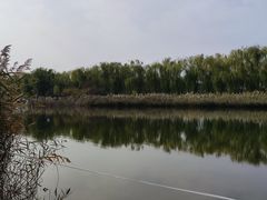 -大兴滨河森林公园