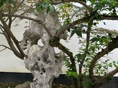 -上海醉白池公园