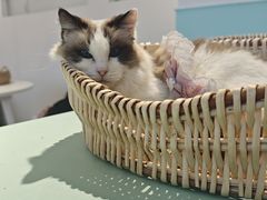 -怪兽屋·羊驼·猫咖·狗咖(俊华广场店)