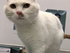 -纳吉亚猫专科动物医院·北北分院