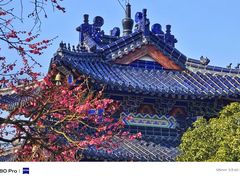 -梅花山(明孝陵内)