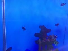 -北戴河圣蓝海洋公园