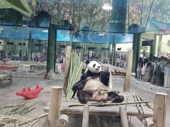 -栾川竹海野生动物园