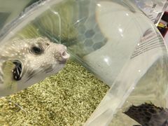 -萌宠奇缘(荣鼎店)