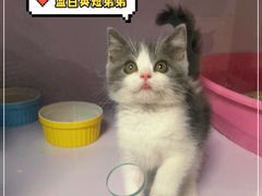 -Bastet sally猫舍购宠(静安店)
