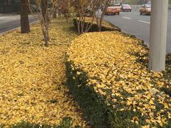 -三里屯东五街银杏大道
