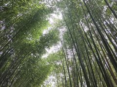 -鲁山国家森林公园