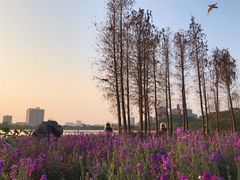 -顺峰山公园
