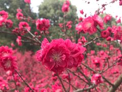 -秀丽东方