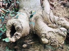 -上海佘山国家森林公园天马山园