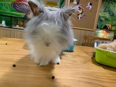 -藦茜花园宠物主题亲子互动体验馆(国顺东路店)