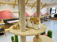 -喵园·猫主题咖啡厅·撸猫·猫咖(国贸店)